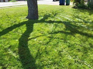 Fred B.'s landscaping services service result