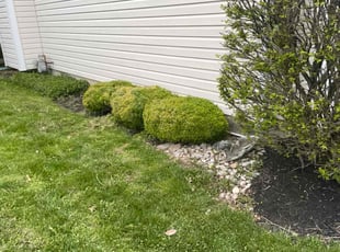 Marshall P.'s Bush Trimming service result