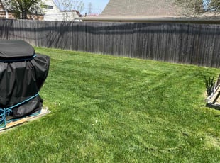 Michael D.'s turf maintenance service result