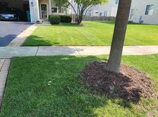 Randy M.'s grass maintenance service result