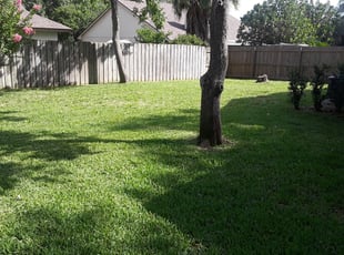 Vasila M.'s turf care service result