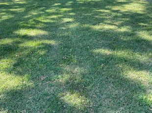 Deborah M.'s turf care service result