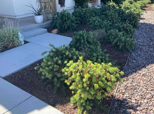 Joey A.'s Weed Pulling service result
