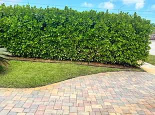 Michael C.'s grass cutting service result