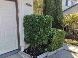 Robert G.'s turf maintenance service result