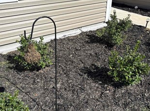 Tonya M.'s Flower Bed Weeding service result