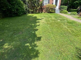 Allison B.'s turf care service result