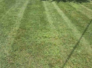 Johnise S.'s grass maintenance service result