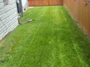 Gina W.'s turf care service result