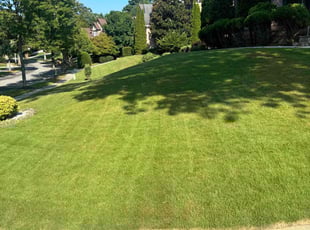 Lisa F.'s grass cutting service result