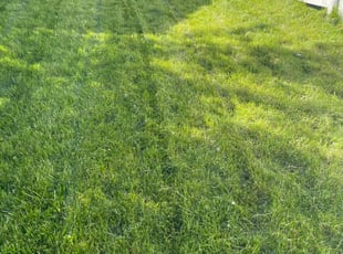 Bruce N.'s grass cutting service result