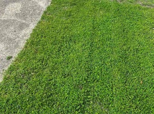 Jerry F.'s lawn service service result