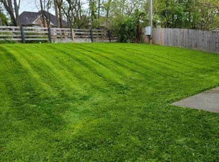 Nuecell B.'s lawn care service result