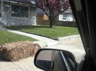 Faith H.'s lawn care services service result