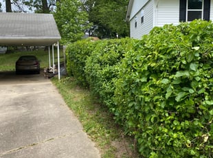 Beverly H.'s Bush Trimming service result