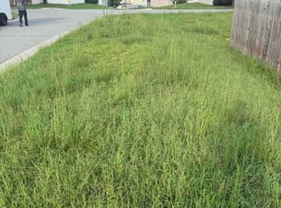 Willie J.'s grass maintenance service result