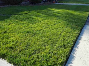 Jade M.'s lawn care service result