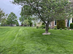 Karla M.'s grass cutting service result