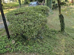 Teresa A.'s Bush Trimming service result