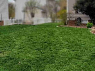 Alicia J.'s lawn service service result