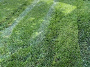 Randall C.'s lawn service service result