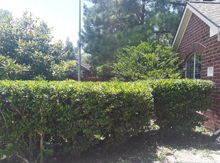 Elizabeth M.'s Bush Trimming service result
