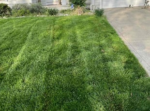 Chris C.'s lawn service service result