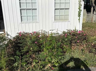 Brian E.'s Bush Trimming service result