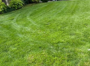 Karina L.'s grass maintenance service result