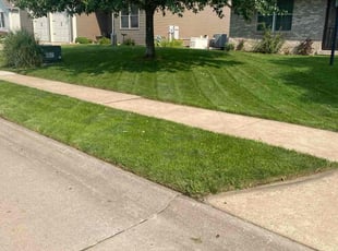 Alma B.'s turf care service result
