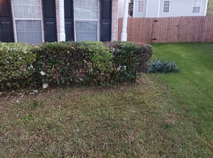 Phil R.'s Bush Trimming service result