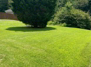 Joy W.'s grass maintenance service result