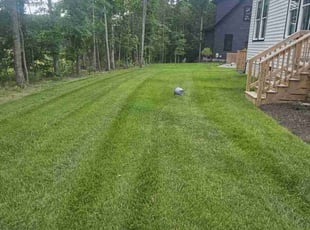 Leo L.'s lawn care service result