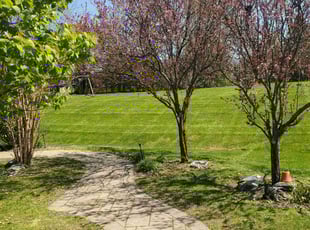 Ashish V.'s turf maintenance service result