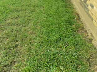 Harvey H.'s grass maintenance service result