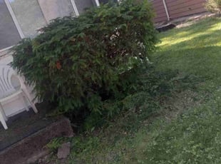 Derek B.'s Bush Trimming service result
