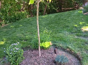 Heather Z.'s lawn maintenance service result