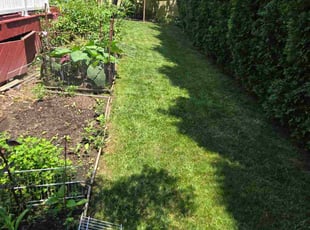 Alice H.'s grass cutting service result