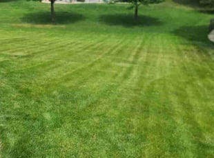 Ariel S.'s grass maintenance service result