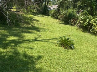 Bob P.'s lawn care service result