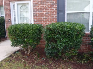 Fred H.'s Bush Trimming service result