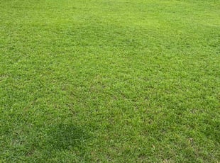 Jessica W.'s turf maintenance service result
