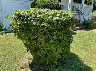 Heather D.'s Bush Trimming service result