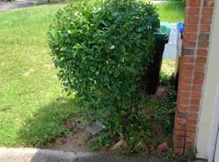 Brittany M.'s Bush Trimming service result