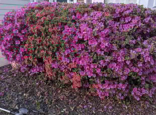 Tim P.'s Bush Trimming service result