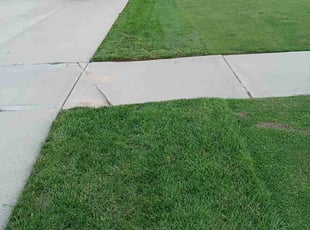 Lana R.'s lawn care service result
