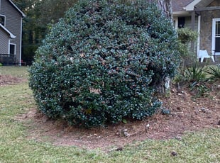Roberta L.'s Bush Trimming service result