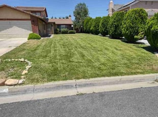 DeAndre L.'s turf care service result