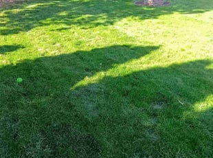 Rosetta P.'s turf maintenance service result