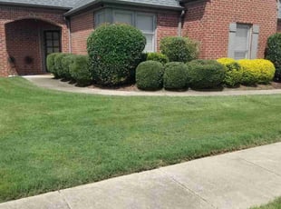 Jasmine P.'s grass maintenance service result